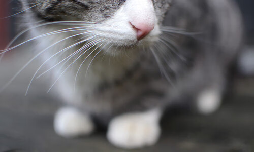 “德甲联赛进入白热化，黑马渐露锋芒”，德甲联赛时间表