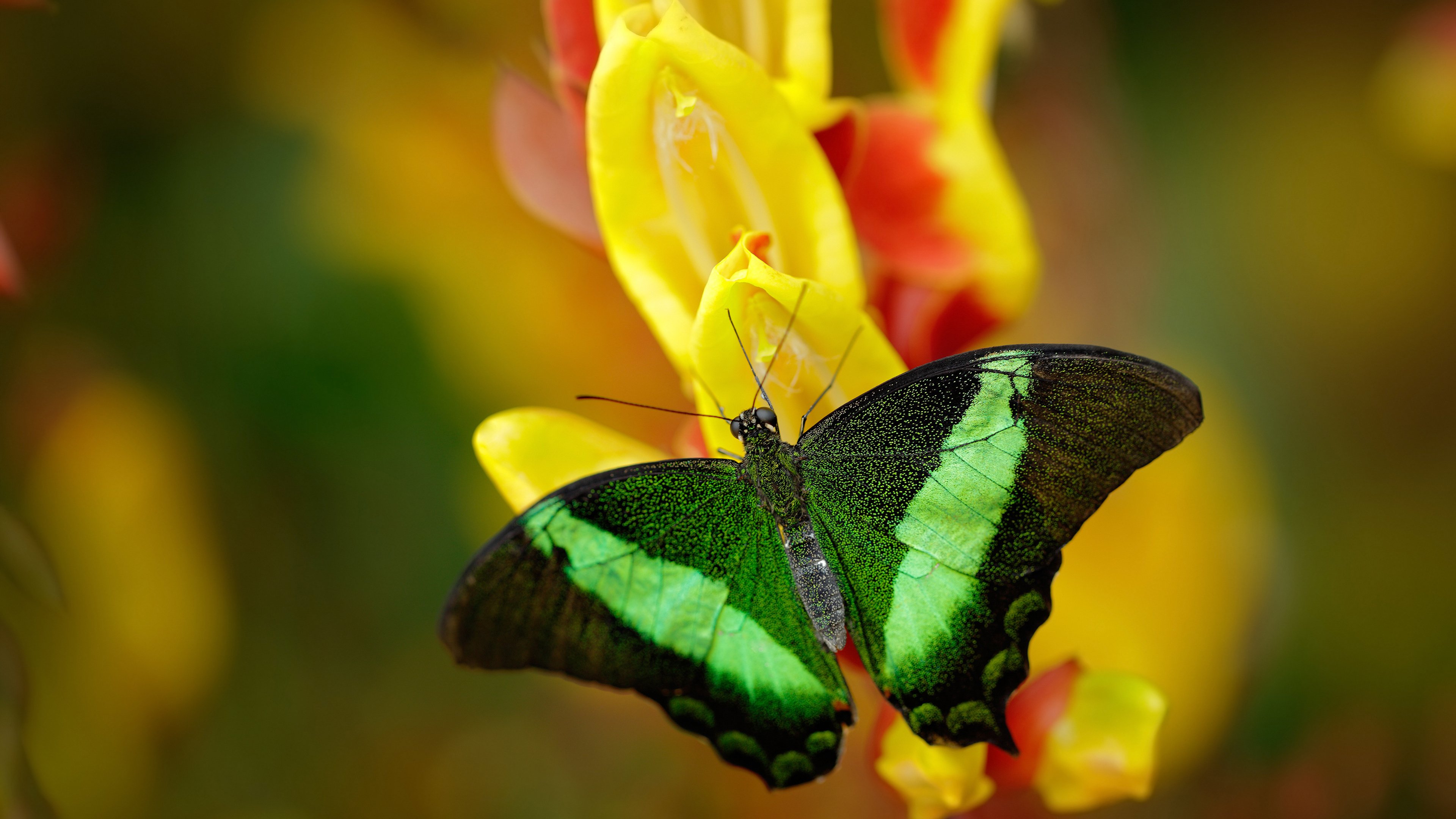 “法甲激烈对抗,多队竞争冠军席位”,法甲夺冠排行