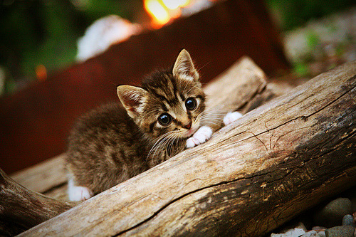 瑞士马术协会举办马匹护理培训班,提高骑手护理技能。,瑞典马术队