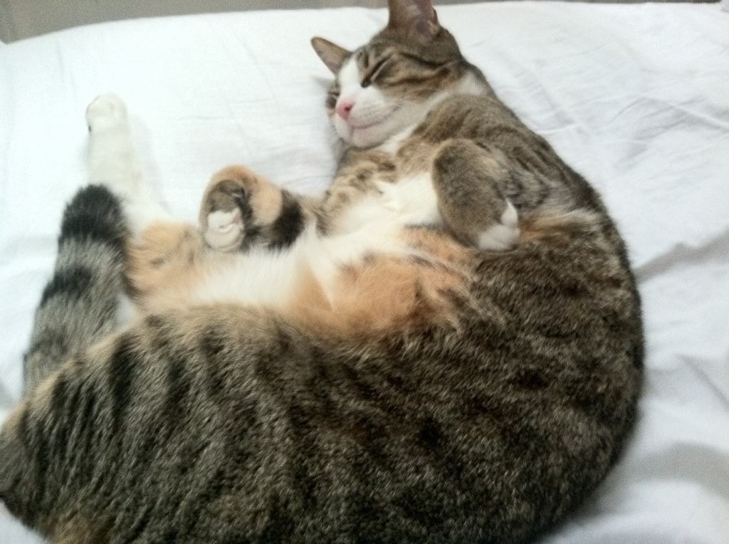 法兰克福客场逆转取胜,继续保持领先优势,法兰克福吧