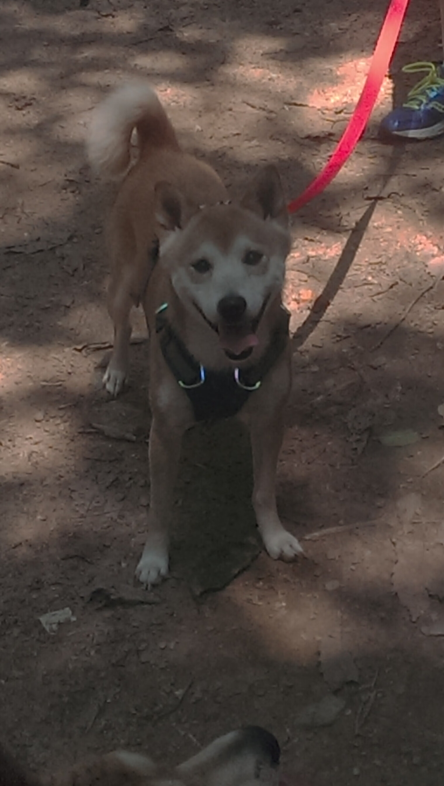 电竞战队品牌建设与粉丝经济开发的成功经验分享,电竞战队成员分工