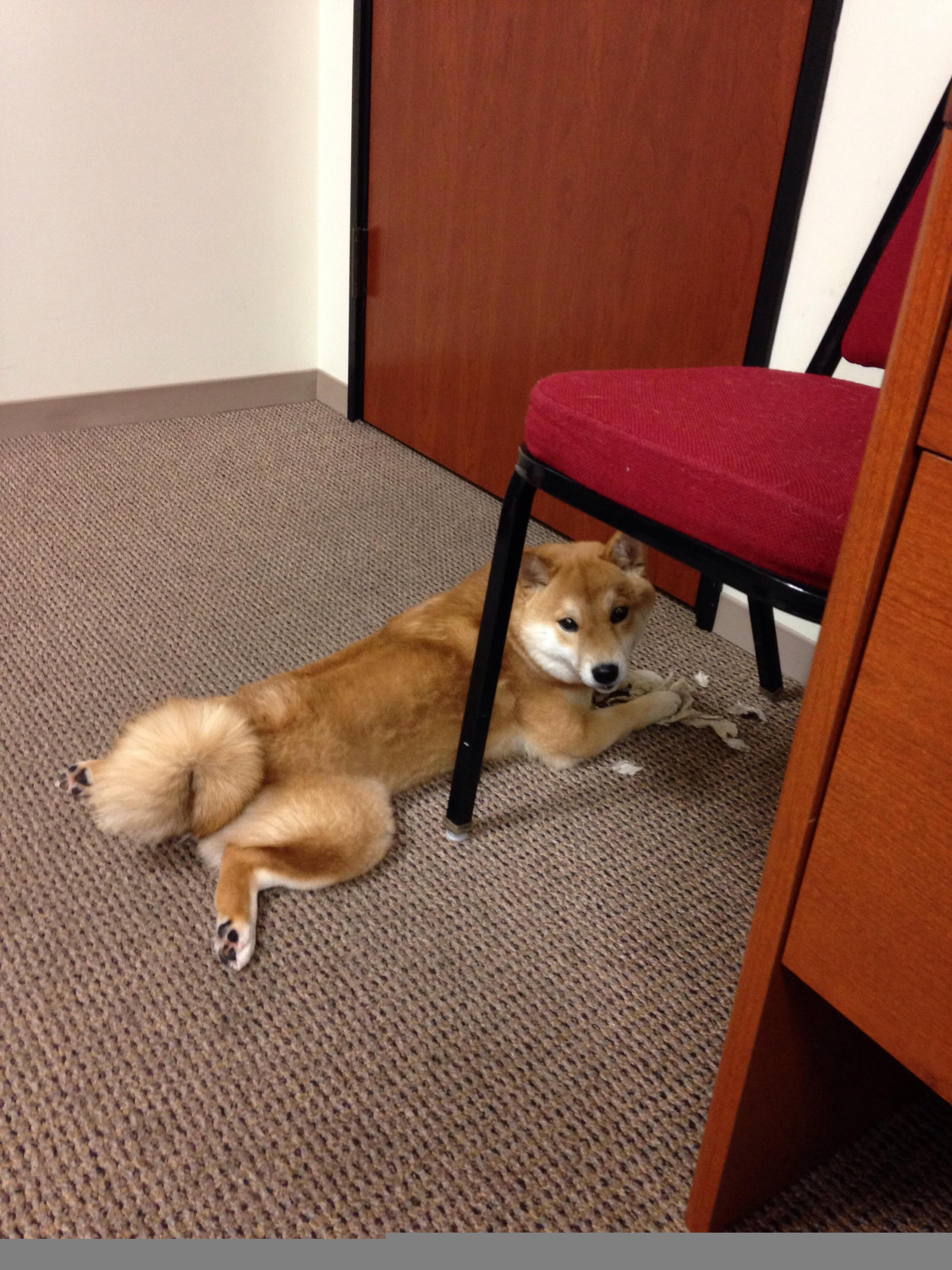 华体会官方网站-巴西骑手安娜·卡塔琳娜在巴黎奥运会障碍赛中获得铜牌，展现坚韧精神。