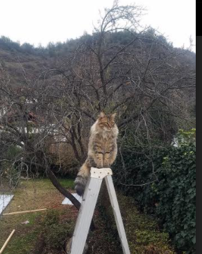 俱乐部品牌升级:营销策略助力联赛影响力,俱乐部营销的主要形式和内容