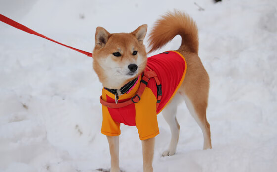 高校体育专业人才培养模式创新研究,体育人才培养方案心得体会