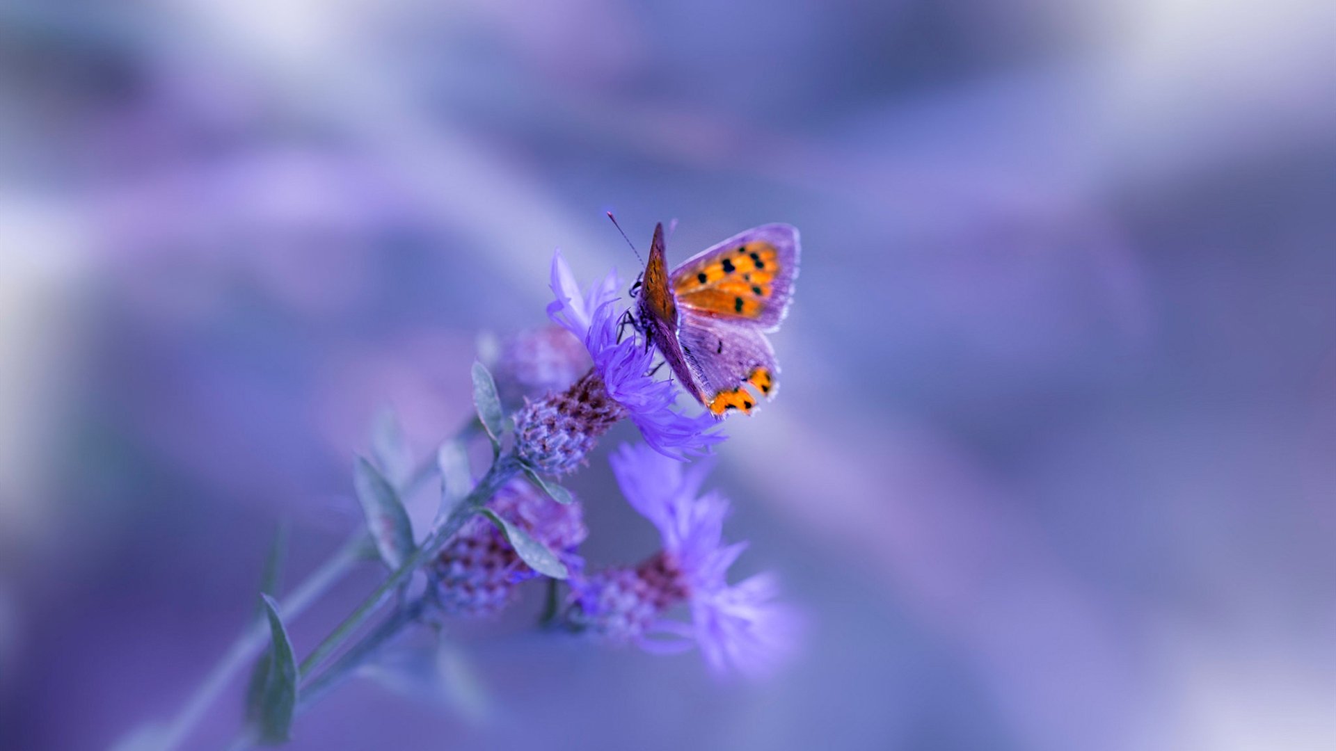 高校体育课程教学质量评估体系，高校体育课程教学质量评估体系研究