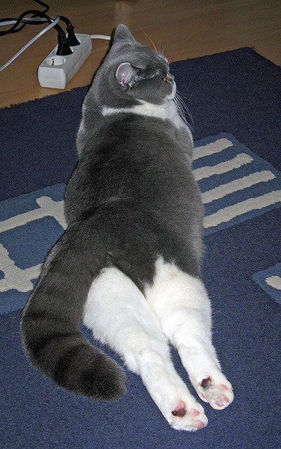 中国三人篮球女队优化反击起手方式，中国三人篮球女队员名单