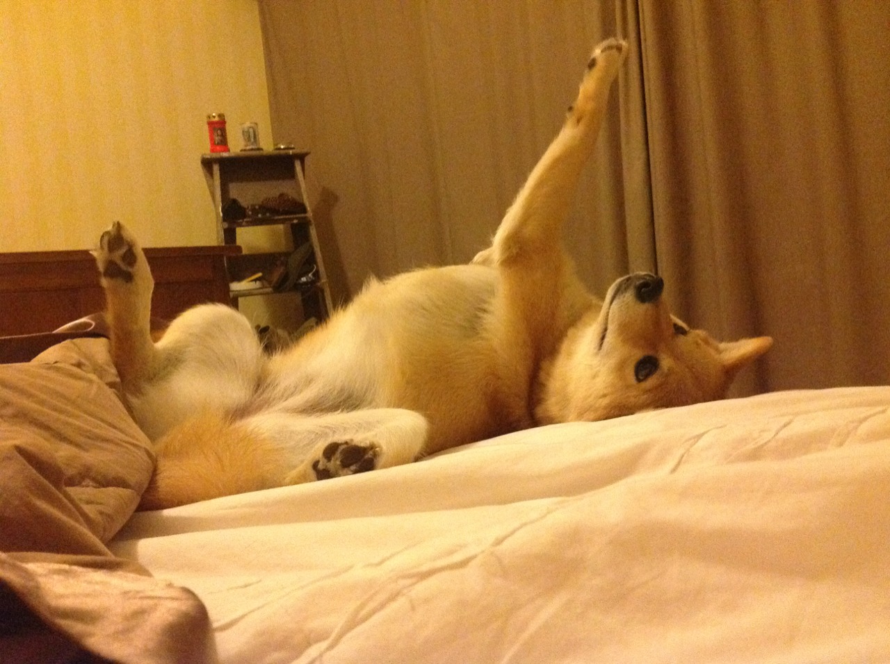 体育纪录片关注双语运动员成长历程,有关体育史的纪录片