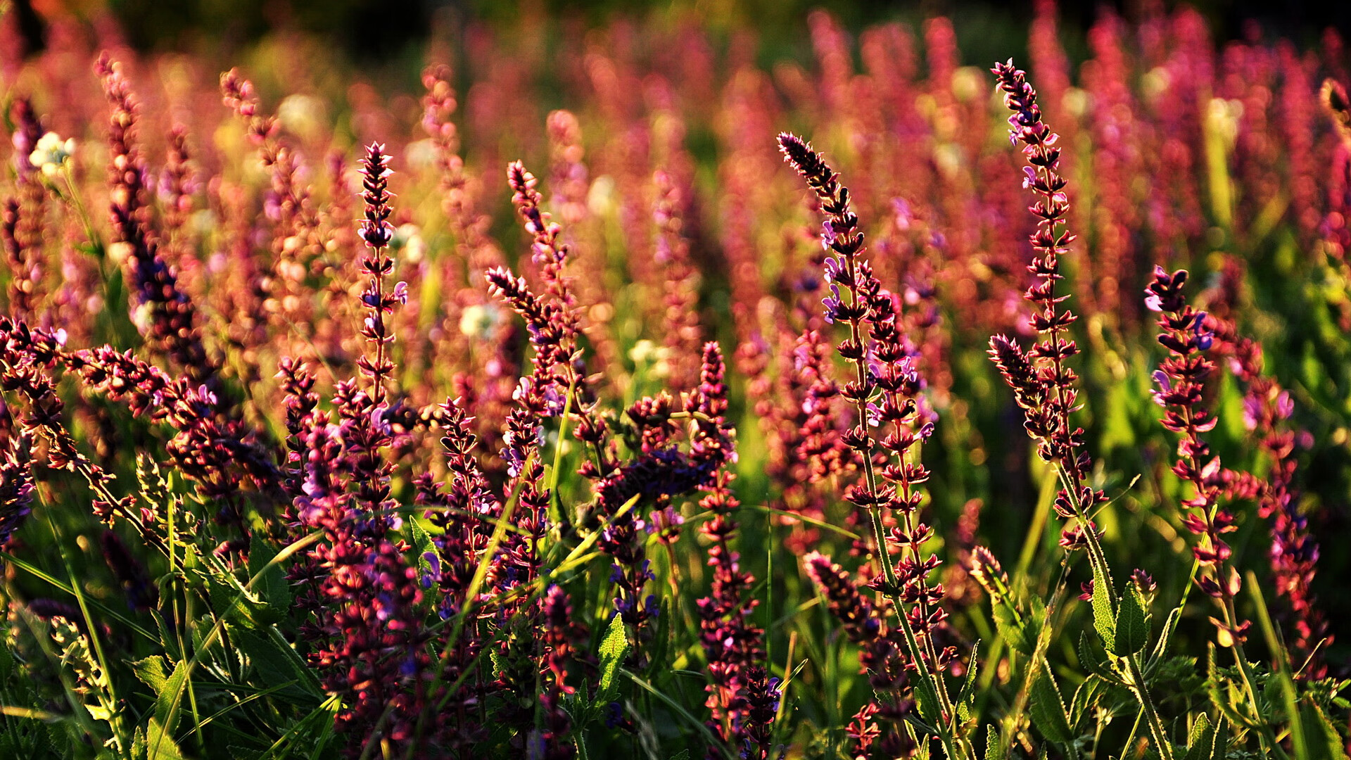 乔治表示会全力争取季后赛有好表现，乔治季后赛不行