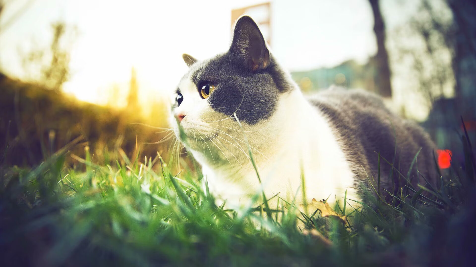 巴尔：全黑队中场的“精确传球手”，为球队创造了无数进攻机会