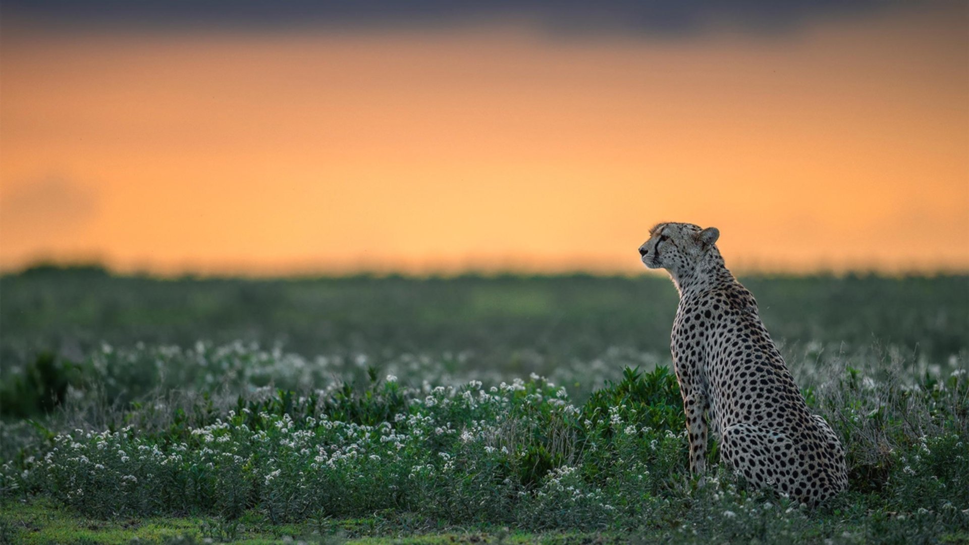 华体会登录入口-英格兰男队世界杯前景引热议，世界杯英格兰队队员
